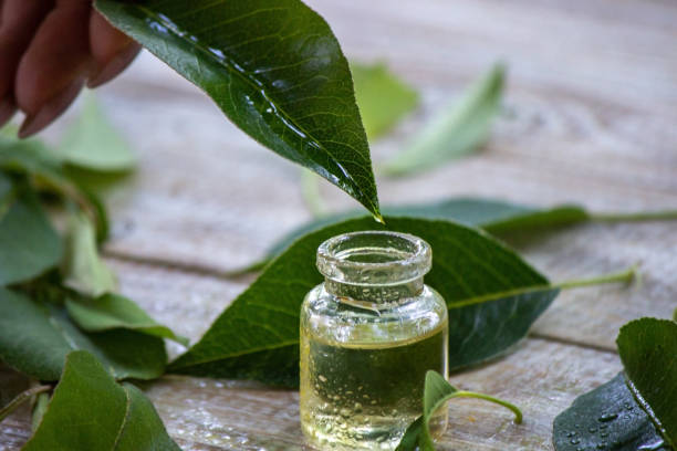 tea tree oil adalah